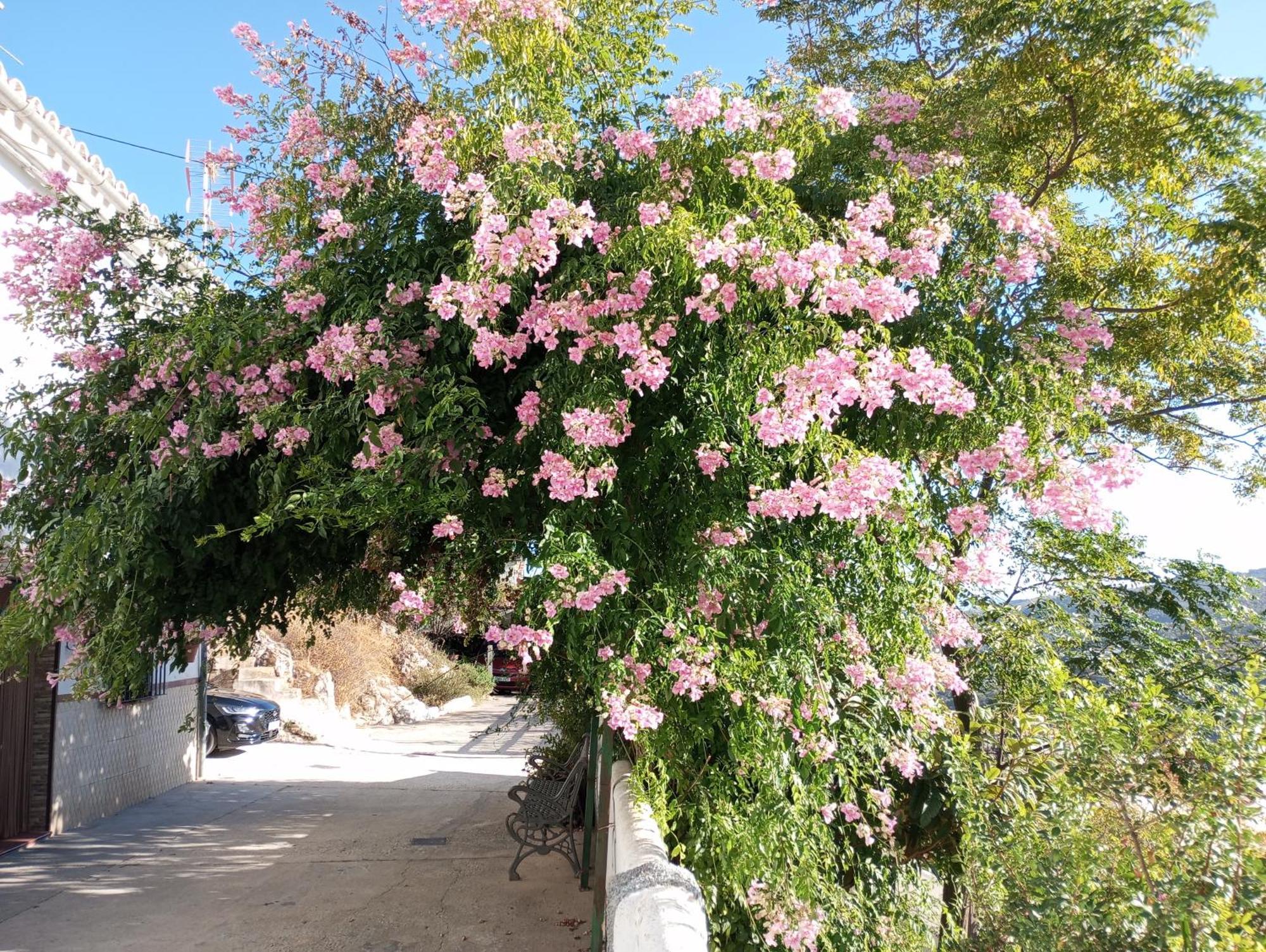 Sweet Water Caminito Del Rey Bed & Breakfast Carratraca ภายนอก รูปภาพ